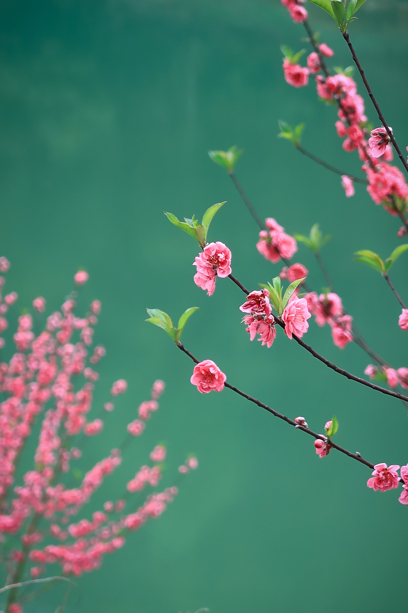 广东省新丰县桃花盛开