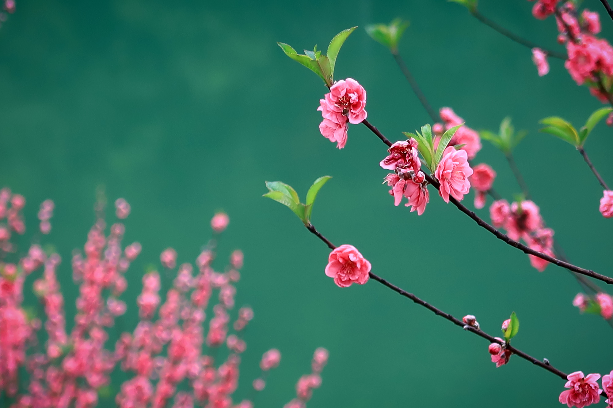 广东省新丰县桃花盛开