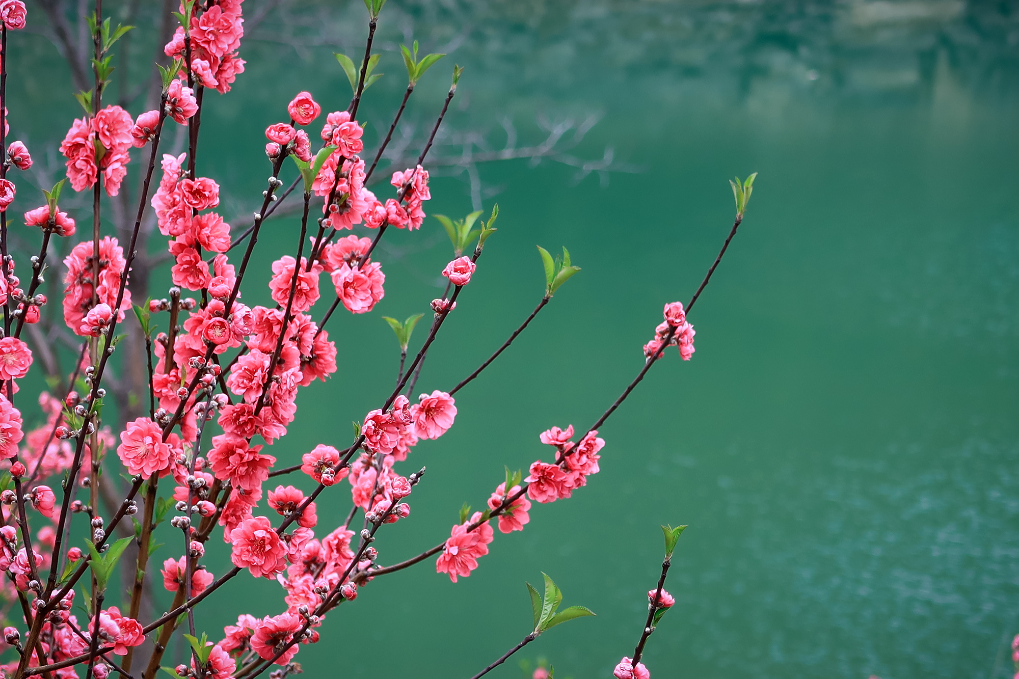 广东省新丰县桃花盛开