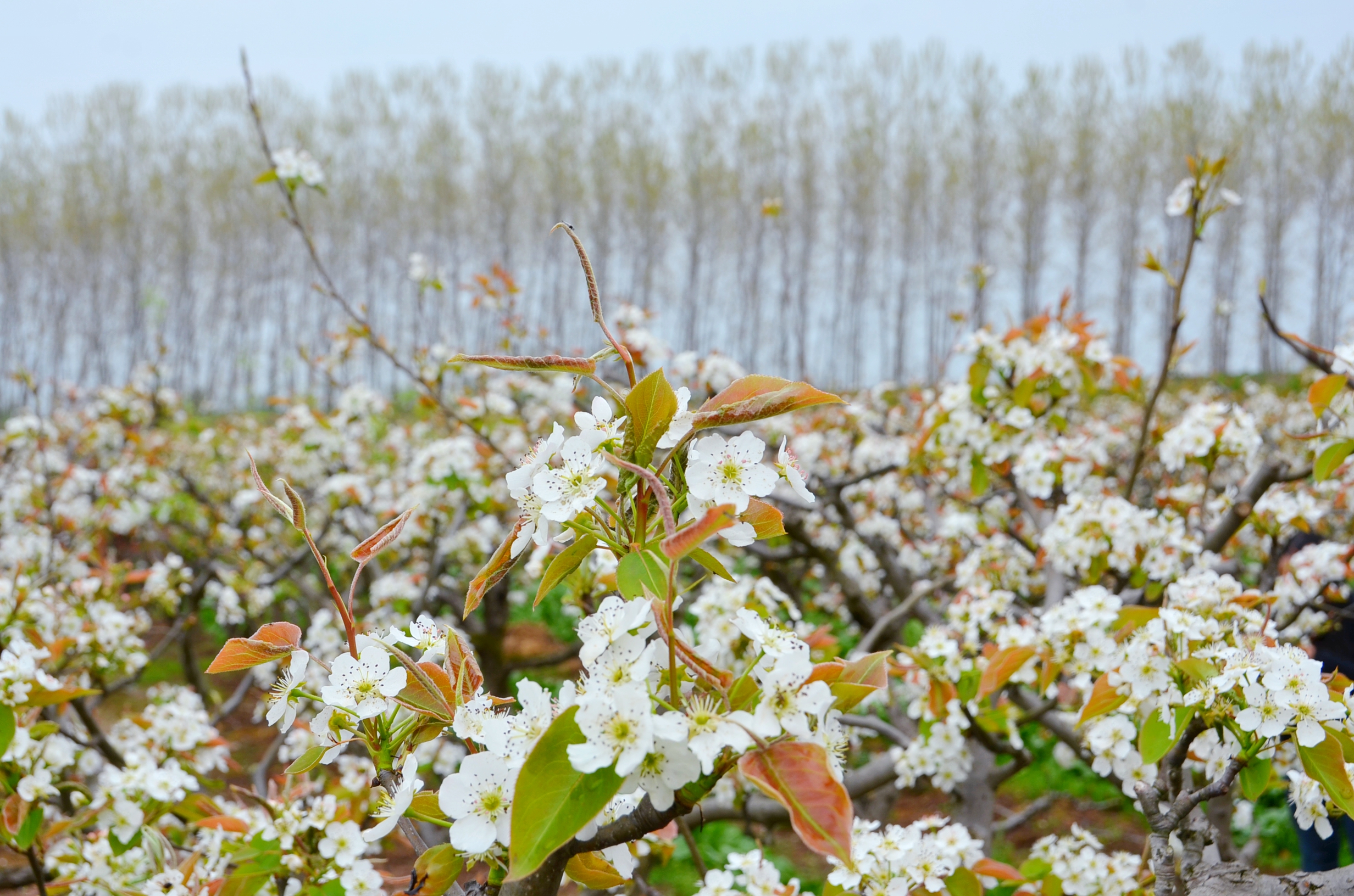 湖北枝江百里洲万亩梨花不可错过的春色