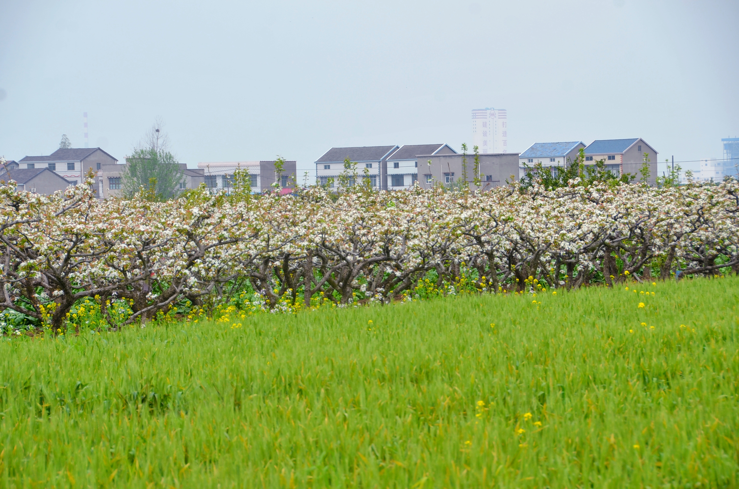 湖北枝江百里洲万亩梨花不可错过的春色