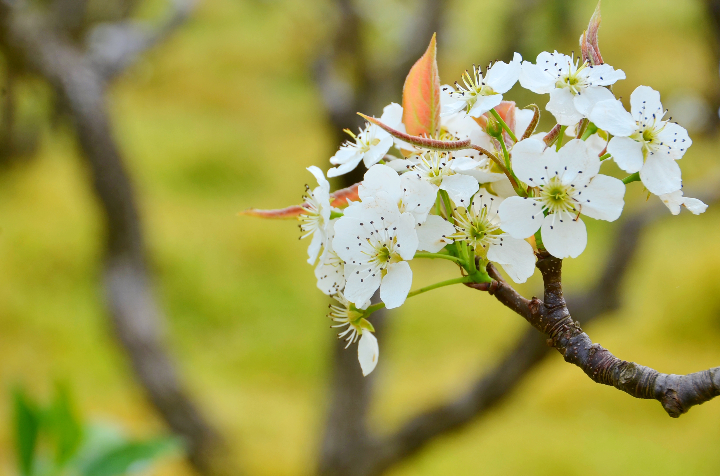 湖北枝江百里洲万亩梨花不可错过的春色