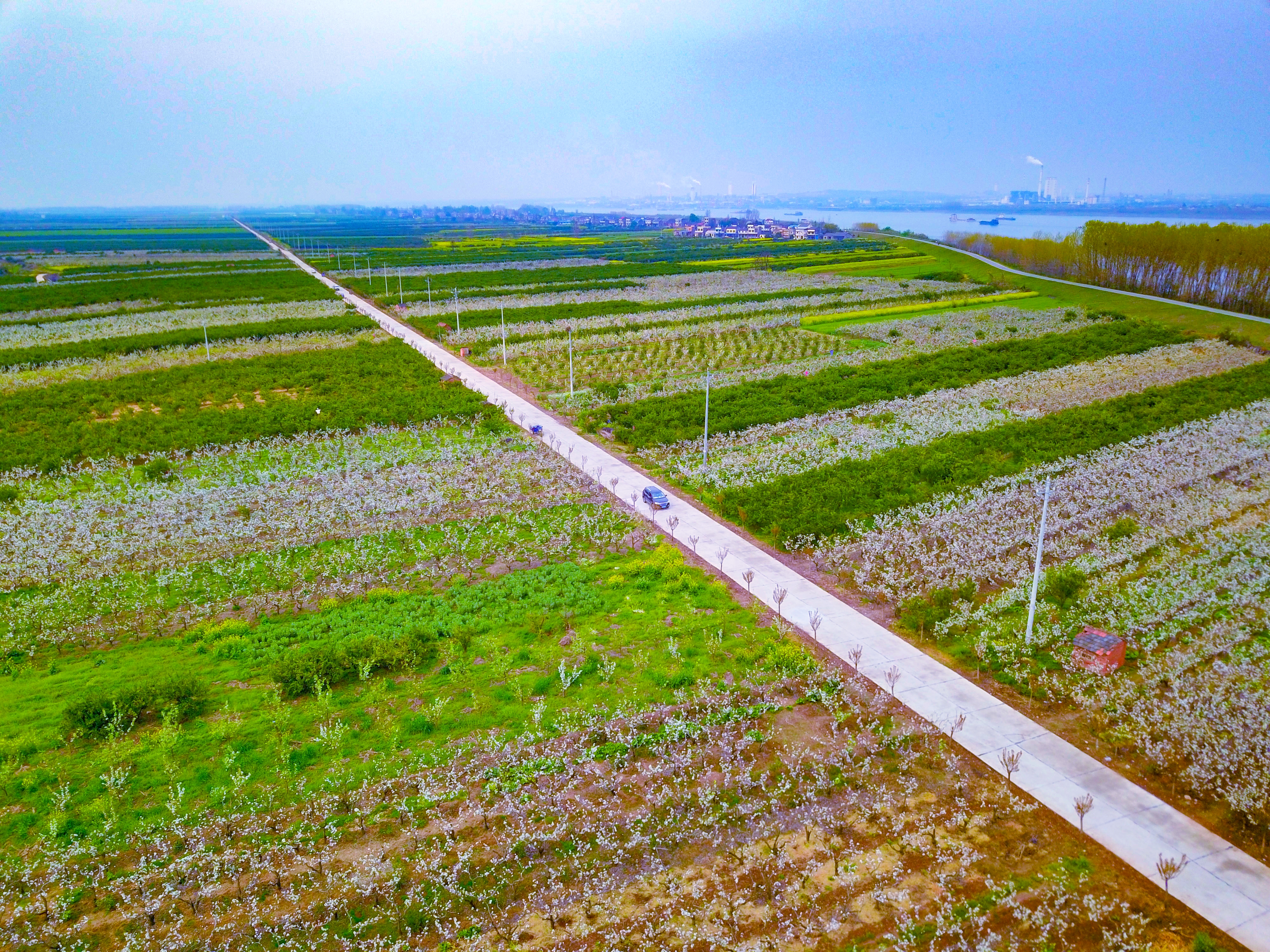 湖北枝江百里洲万亩梨花不可错过的春色