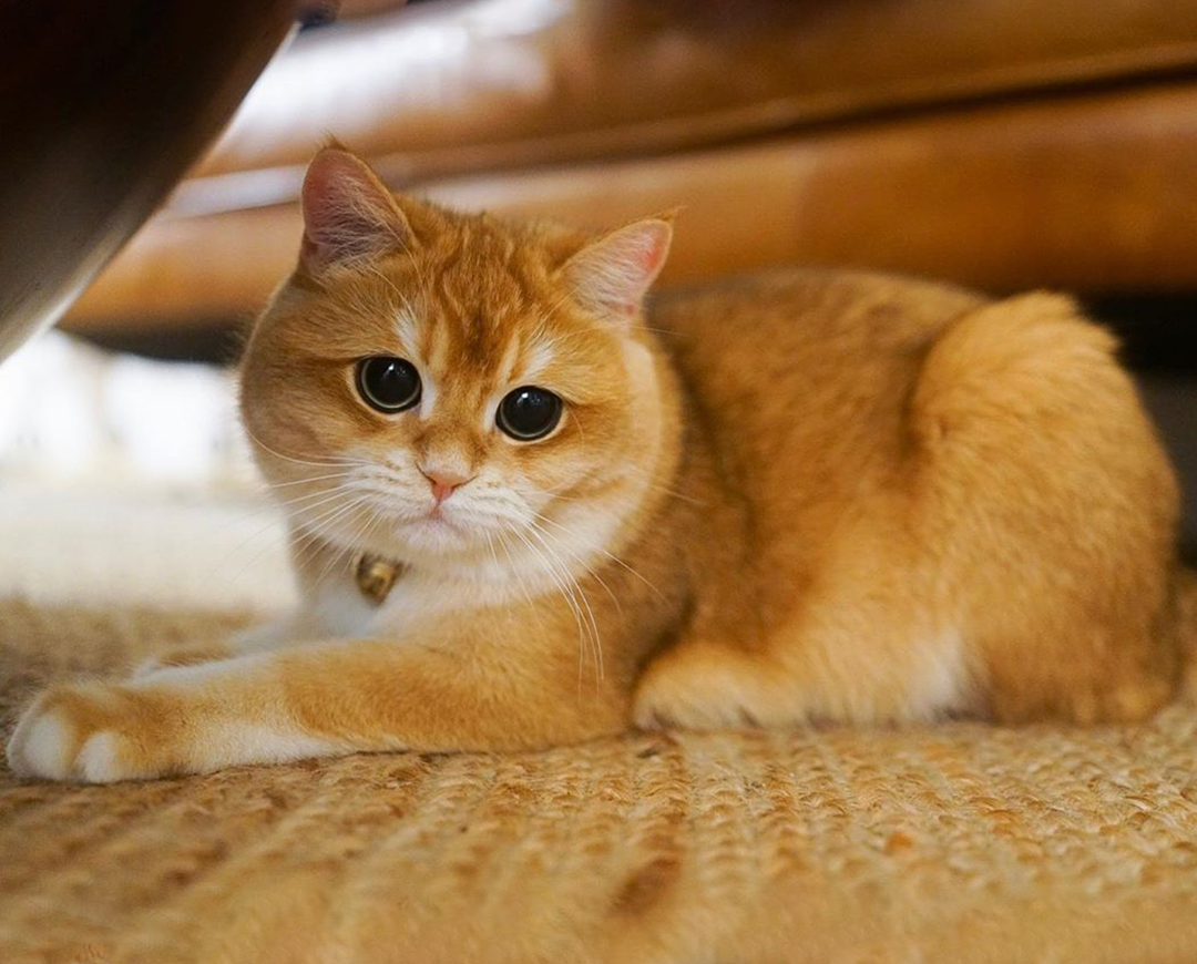 这金灿灿的金渐层小猫咪这么漂亮是镀金了吧