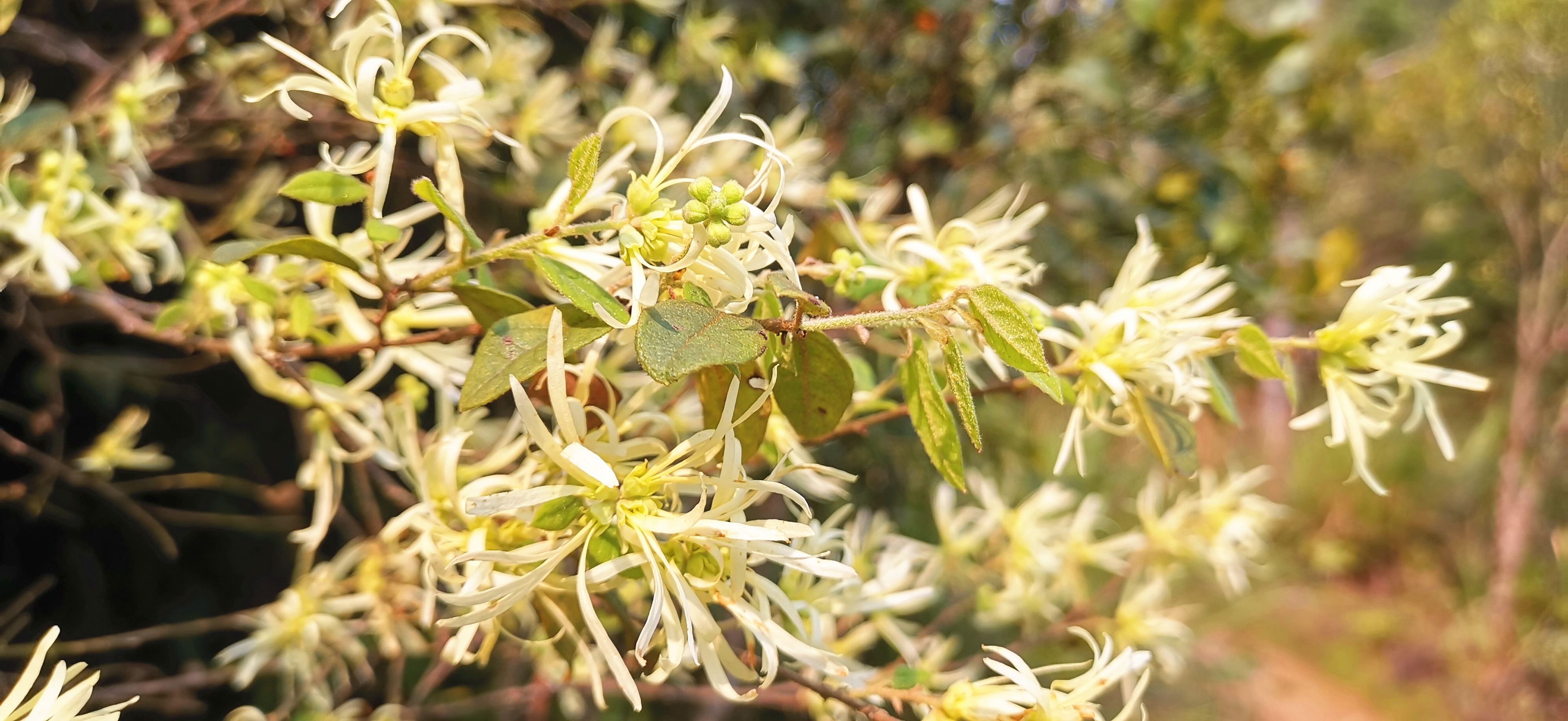 野生白花继木图片