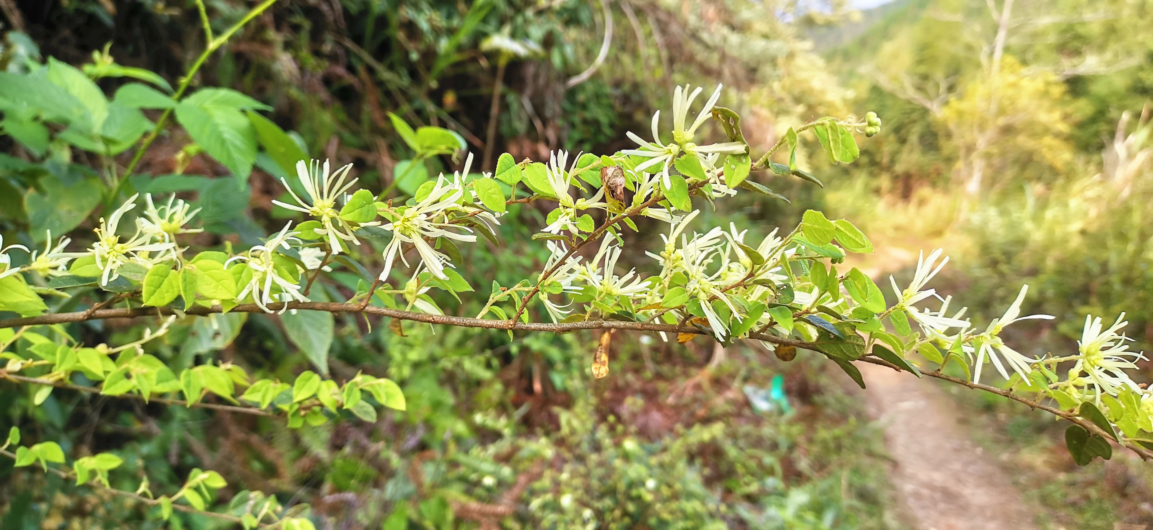 随处可见的白花檵木白中带绿充满生机