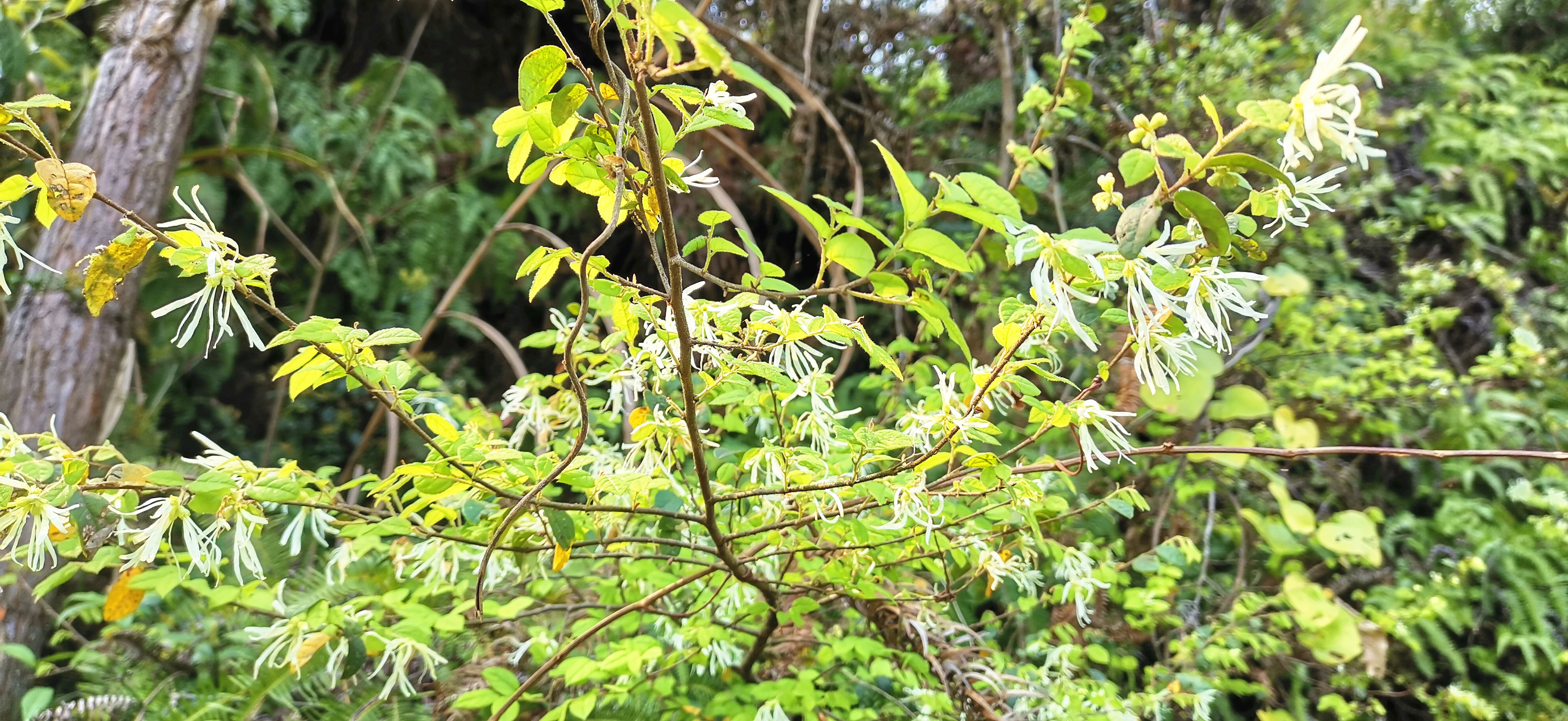 野生白花继木图片