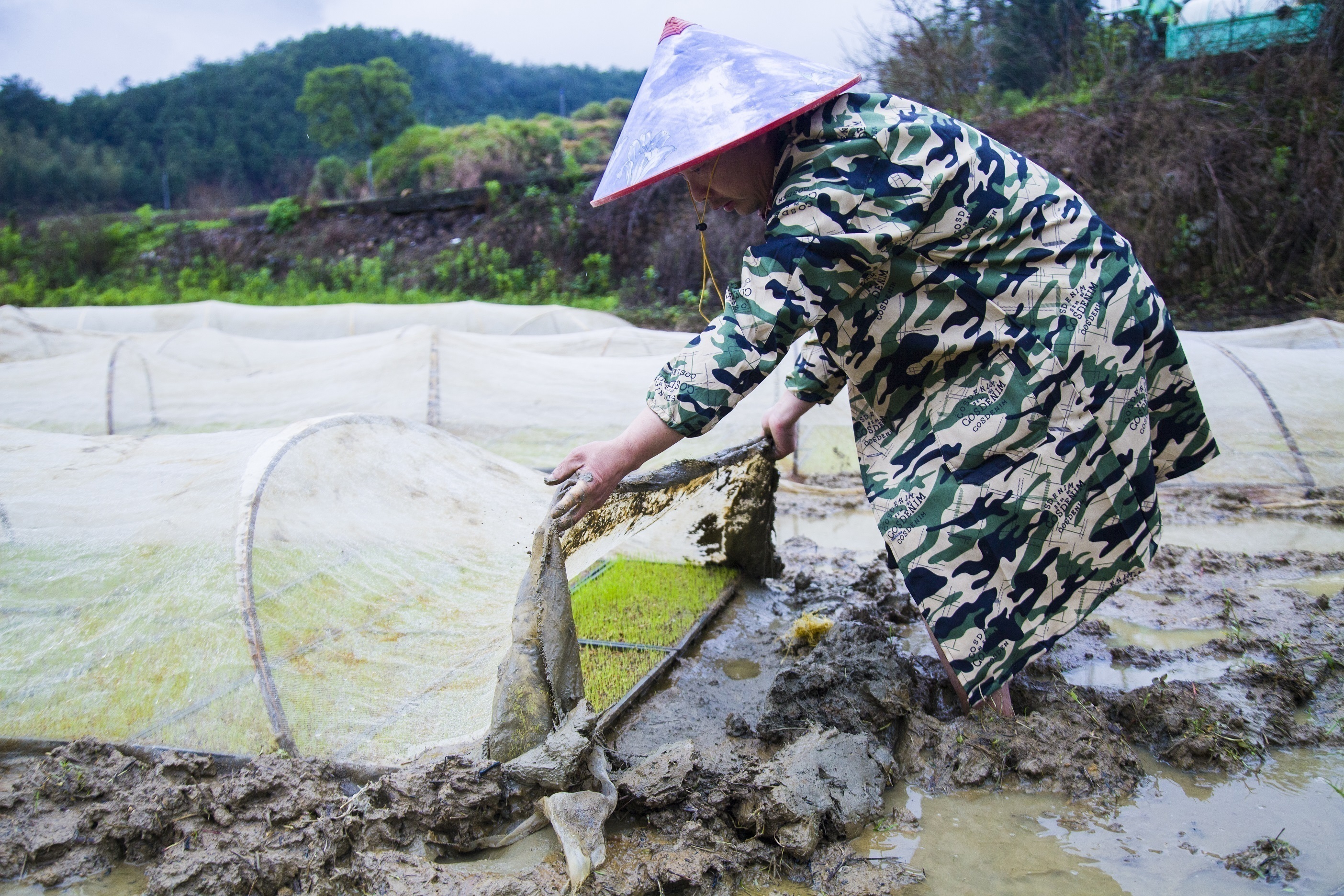 3月27日，在福建省三明市将乐县安仁乡余坑村，村民正在查看棚中的早稻秧苗。邵玉姿 董观生摄影报道.jpg?x-oss-process=style/w10