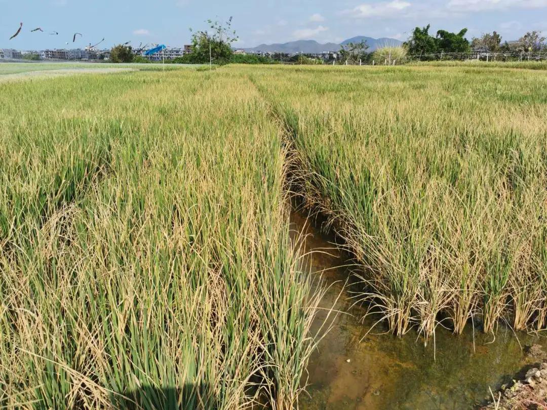 1587014311194951.jpg 微信图片_20200416131759.jpg