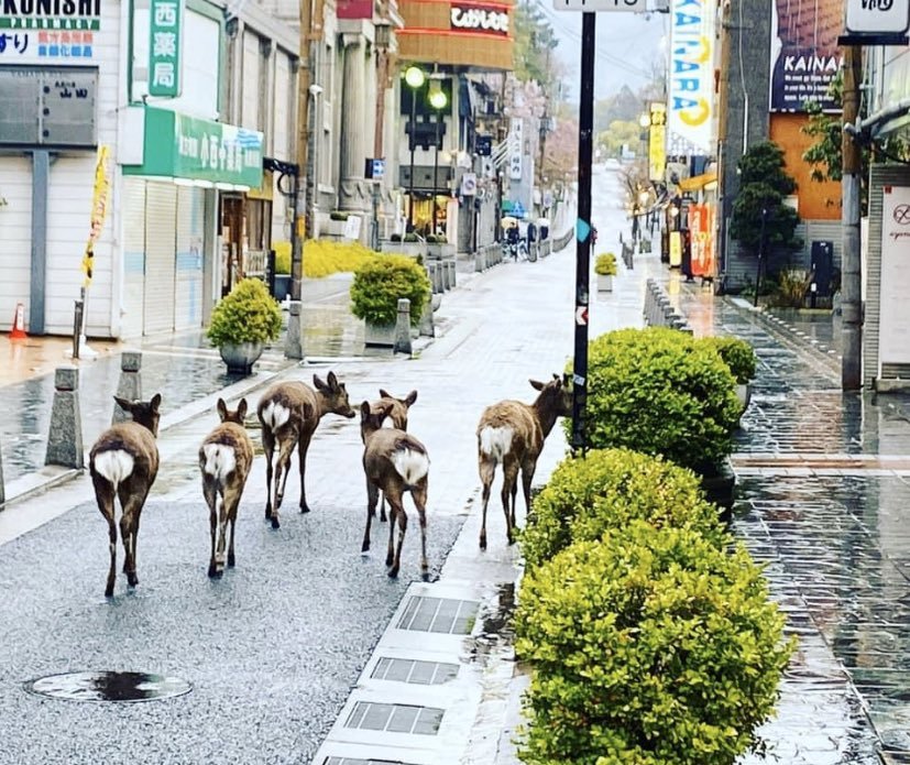 日本奈良繁华市区出现鹿比人多的景象