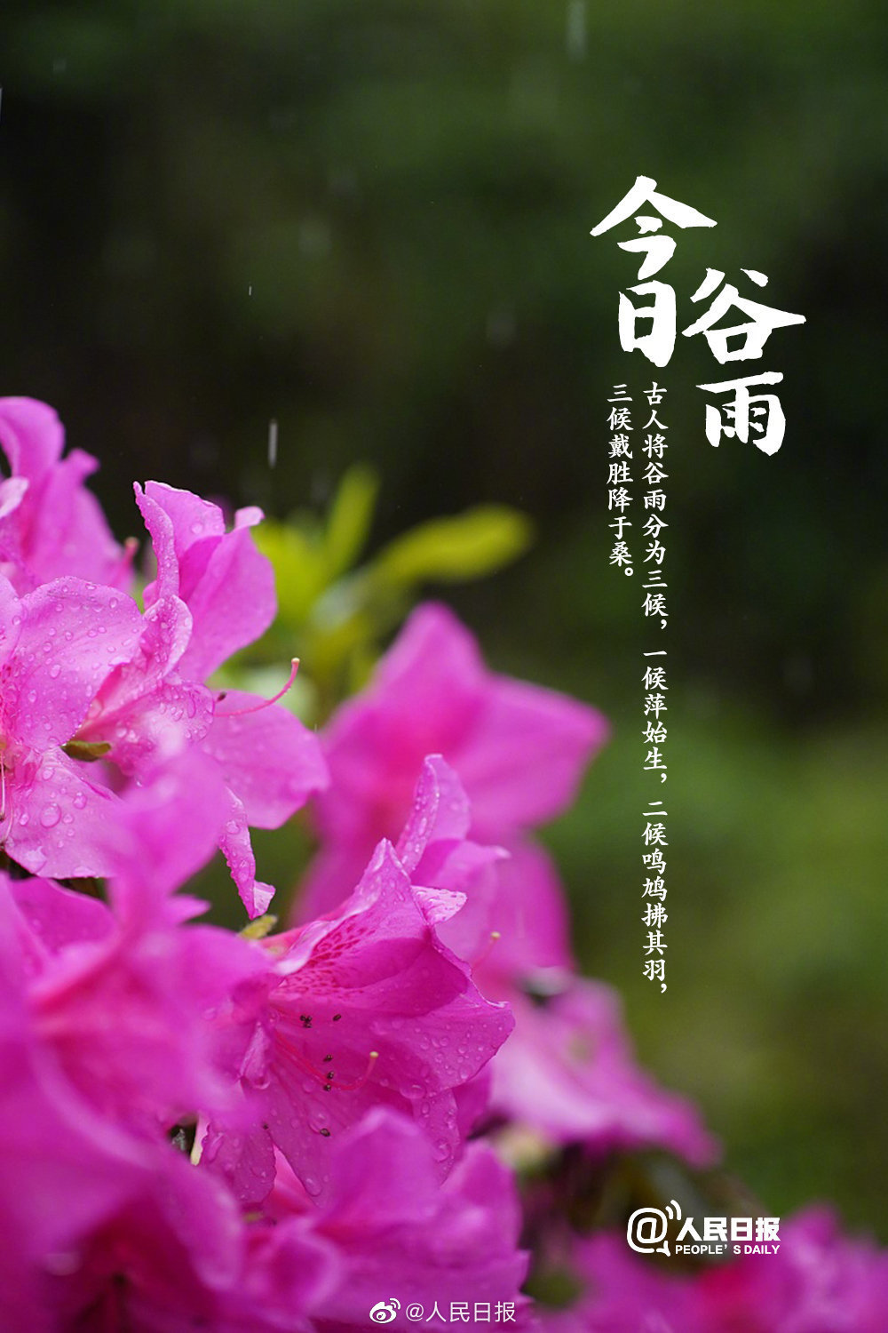 【人民日报微博】今日谷雨，你准备好迎接夏天了吗？
