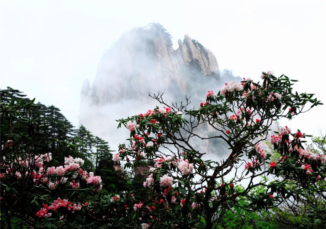 黄山风景区五一实行提前分时段预约 每日限流1.5万人