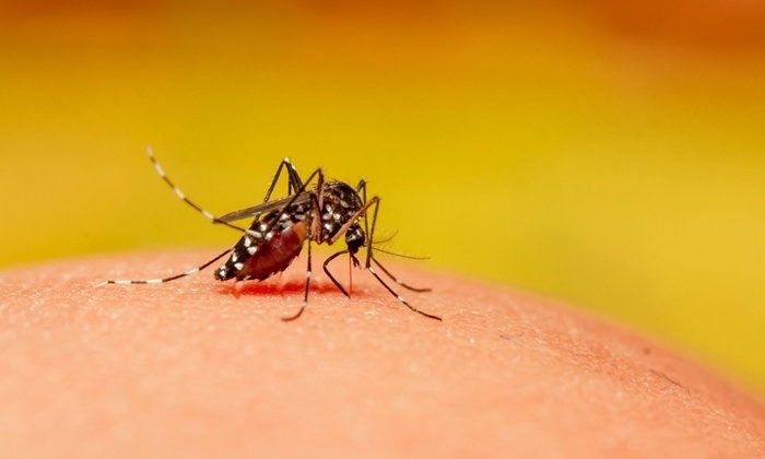 泰国新冠肺炎疫情尚未结束 登革热疫情又来袭