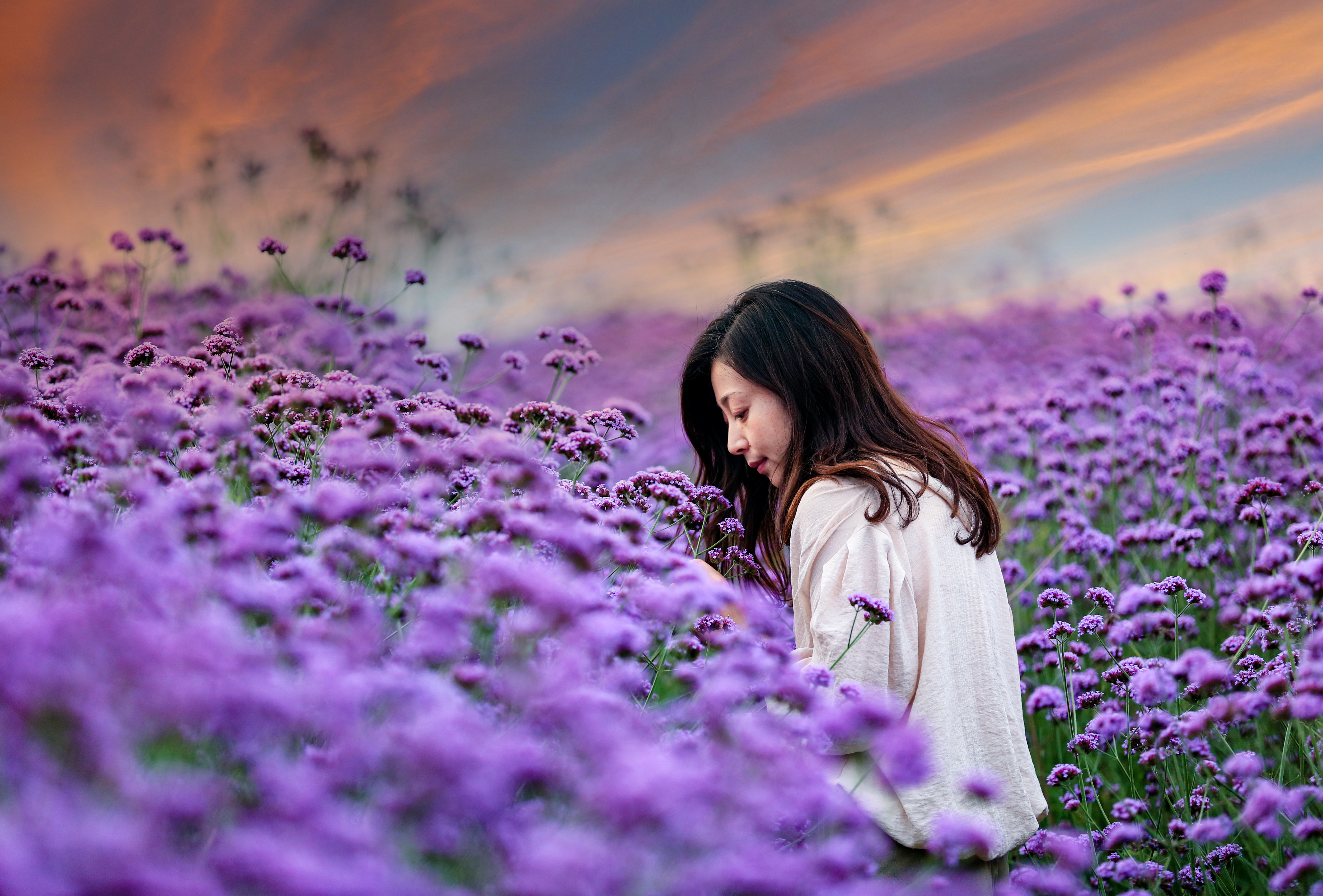 安徽铜陵马鞭草紫色花海醉游人