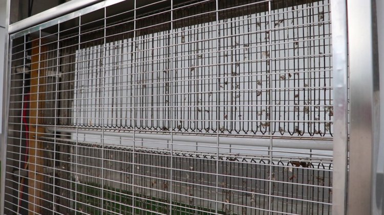 央视新闻他们驻守“蚊虫王国”，一巴掌拍死上百只！