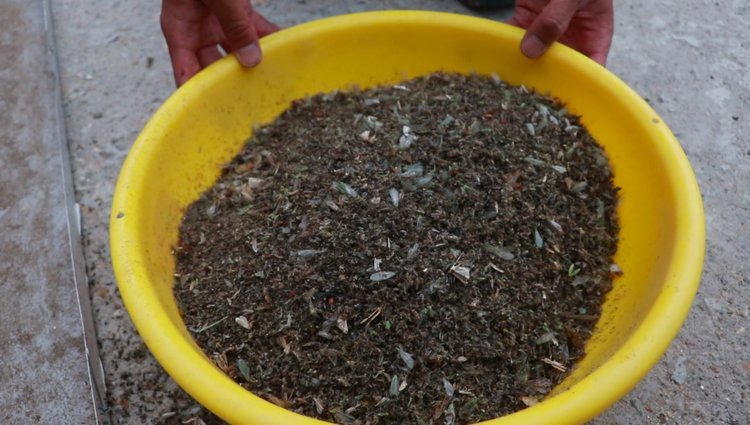 央视新闻他们驻守“蚊虫王国”，一巴掌拍死上百只！