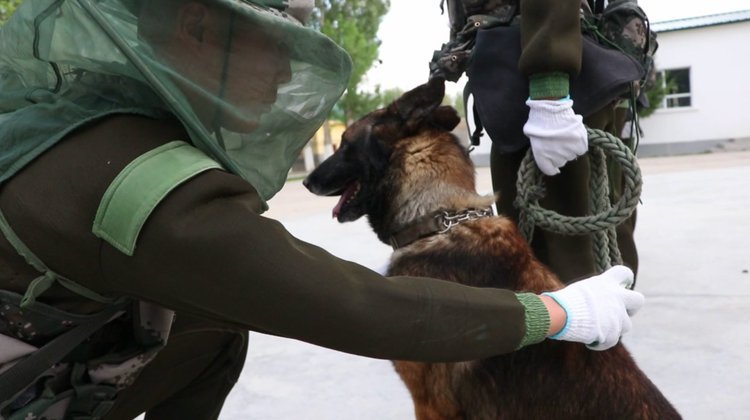 央视新闻他们驻守“蚊虫王国”，一巴掌拍死上百只！