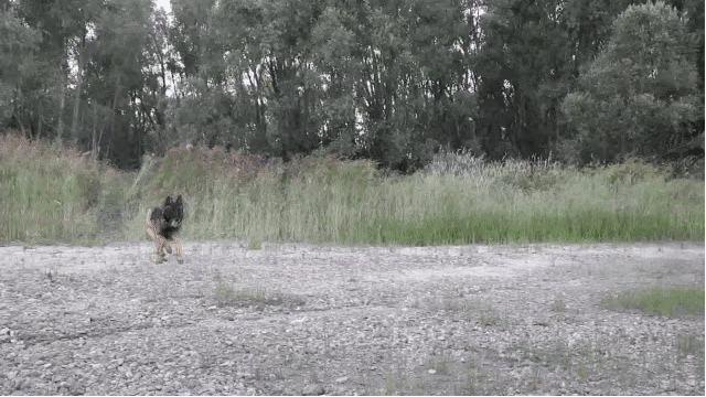 央视新闻他们驻守“蚊虫王国”，一巴掌拍死上百只！