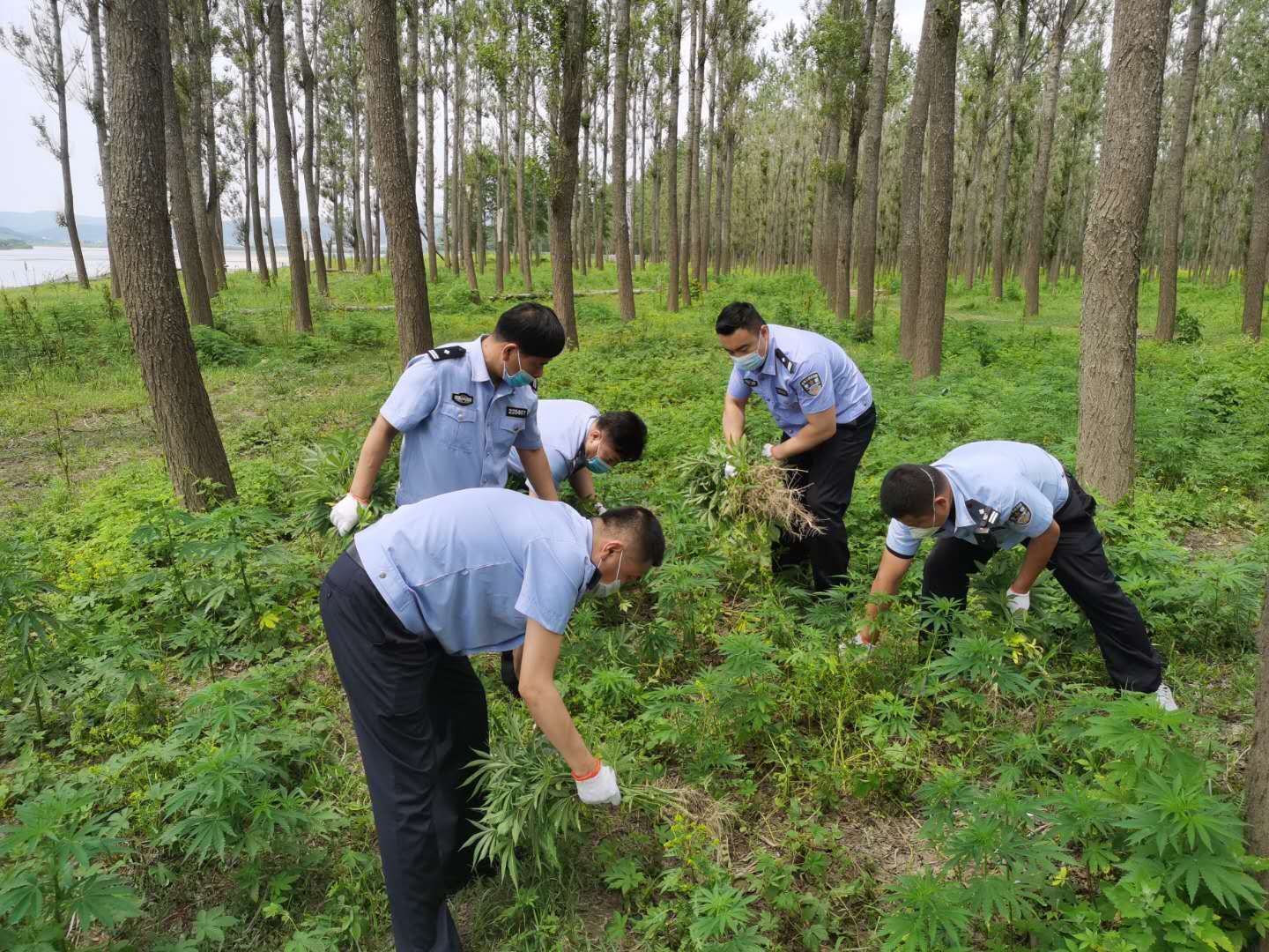 珲春森林公安局成功铲除并销毁野生大麻8000余株
