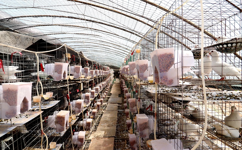新型肉鸽养殖大棚图片