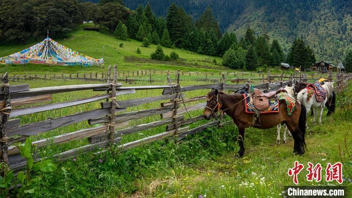 景美客自来|景美客自来 西藏林芝农牧民旅游脱贫记