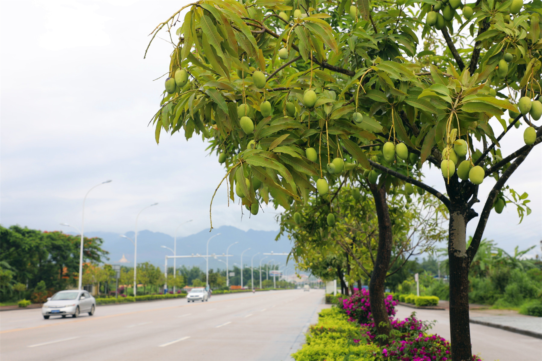 瓜果飘香芒市城（张崇喜摄影） (2).jpg