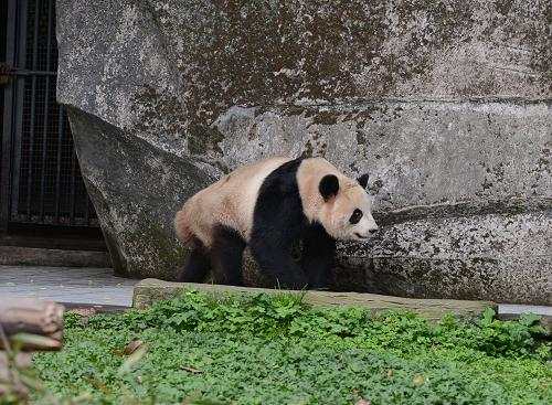 中国旅加大熊猫提前回国旅程仍未成行 鲜竹面临“断炊”