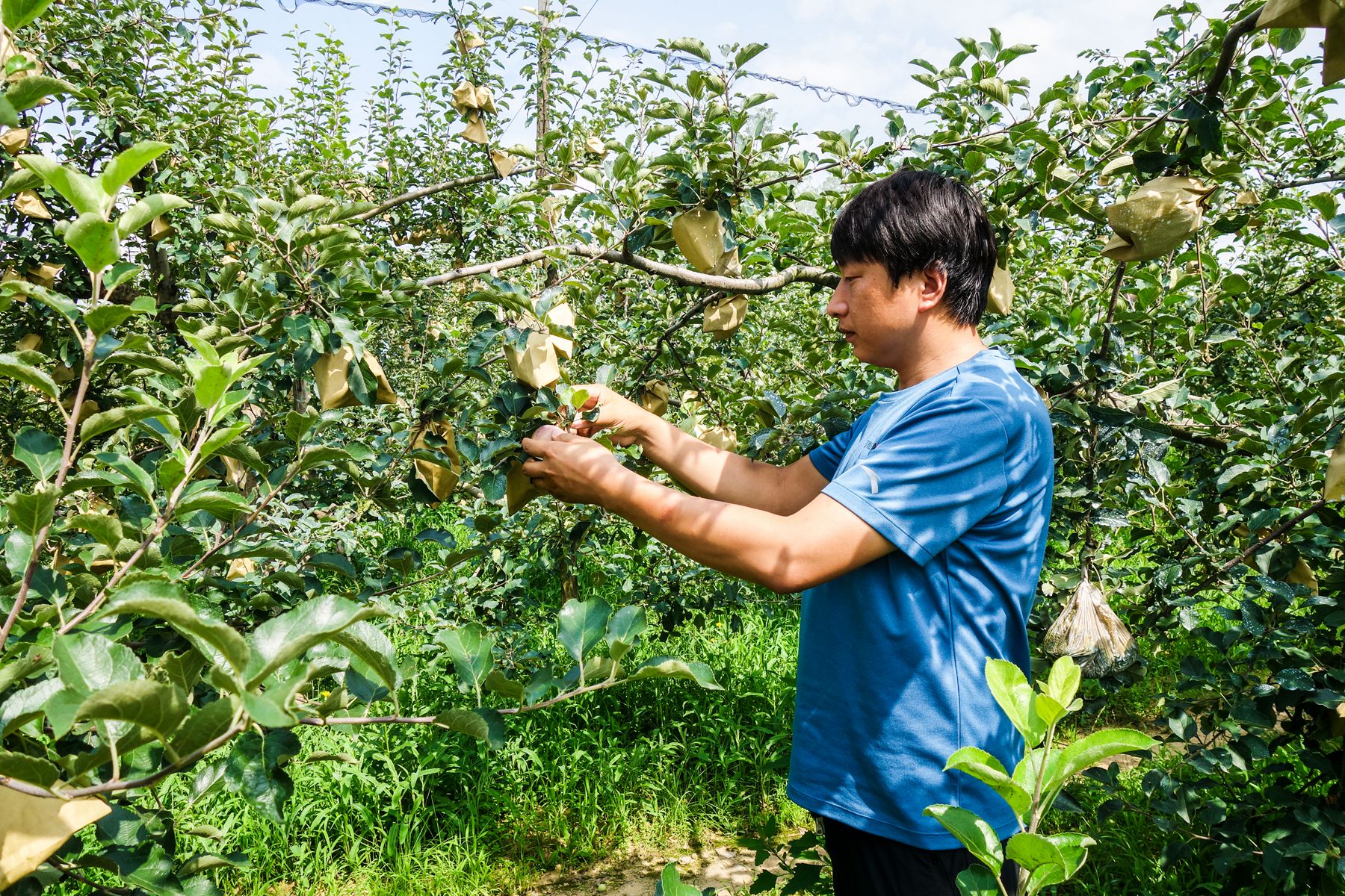 1596762439296215.jpg 塬上苹果园.jpg