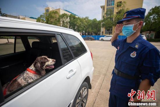 战友再见！这些退役搜救犬有了好去处|战友再见！这些退役搜救犬有了好去处