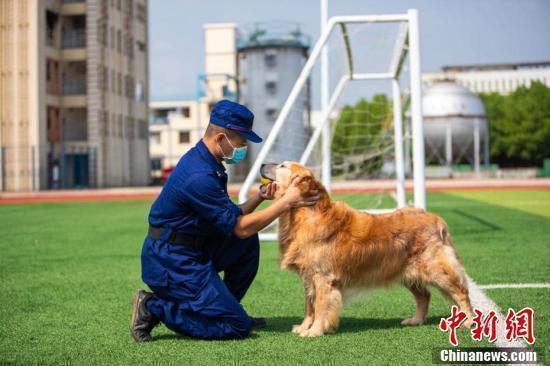 战友再见！这些退役搜救犬有了好去处|战友再见！这些退役搜救犬有了好去处