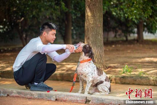 战友再见！这些退役搜救犬有了好去处|战友再见！这些退役搜救犬有了好去处