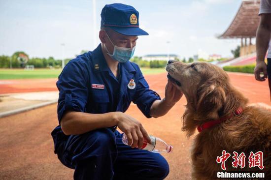 战友再见！这些退役搜救犬有了好去处|战友再见！这些退役搜救犬有了好去处