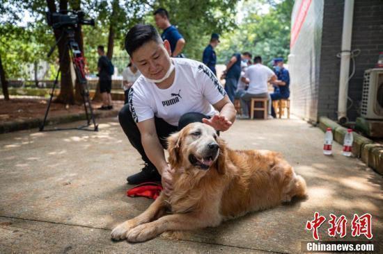 战友再见！这些退役搜救犬有了好去处|战友再见！这些退役搜救犬有了好去处