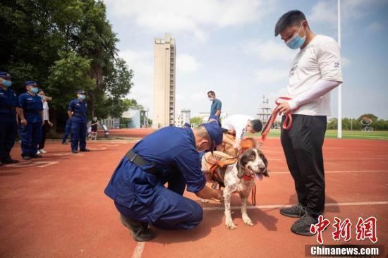 战友再见！这些退役搜救犬有了好去处|战友再见！这些退役搜救犬有了好去处