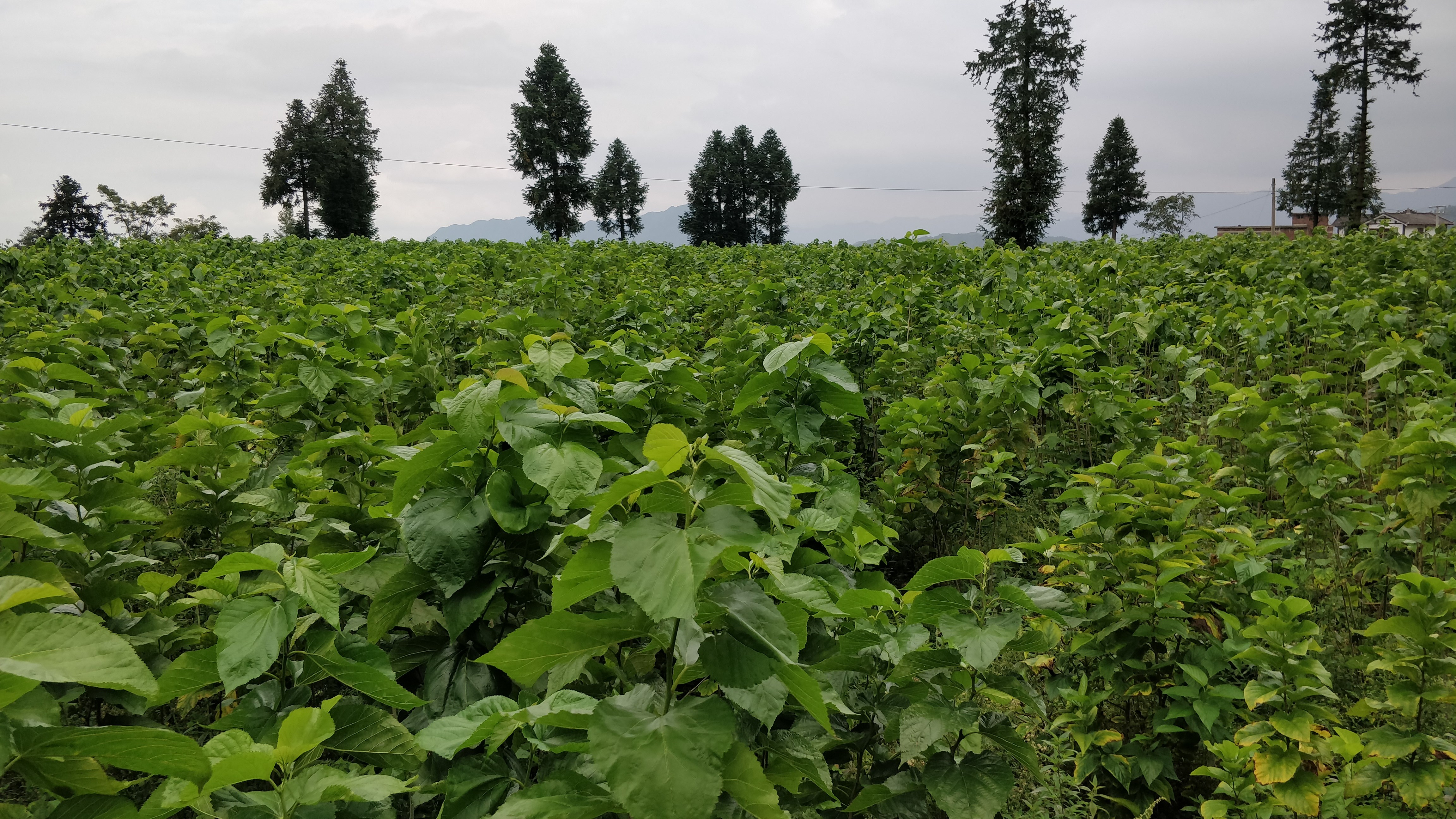 1599570502865709.jpg 1622214300_副本.jpg