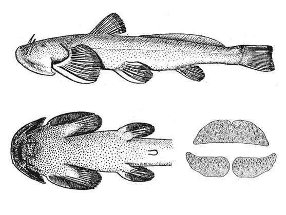 图1 中华鮡 [Hora & Silas (1952)].jpg