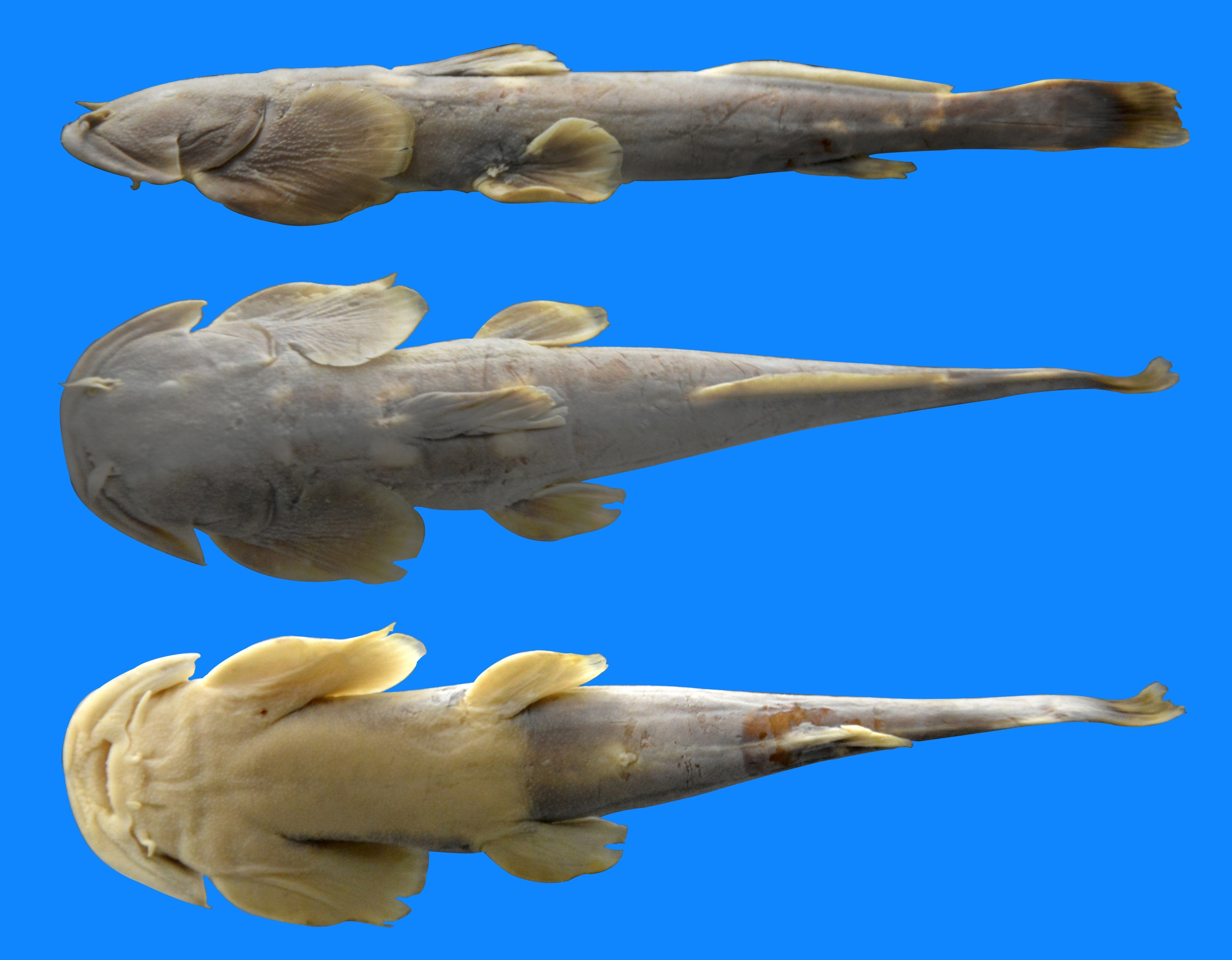 1602488419226268.jpg 图2 中华鮡.jpg