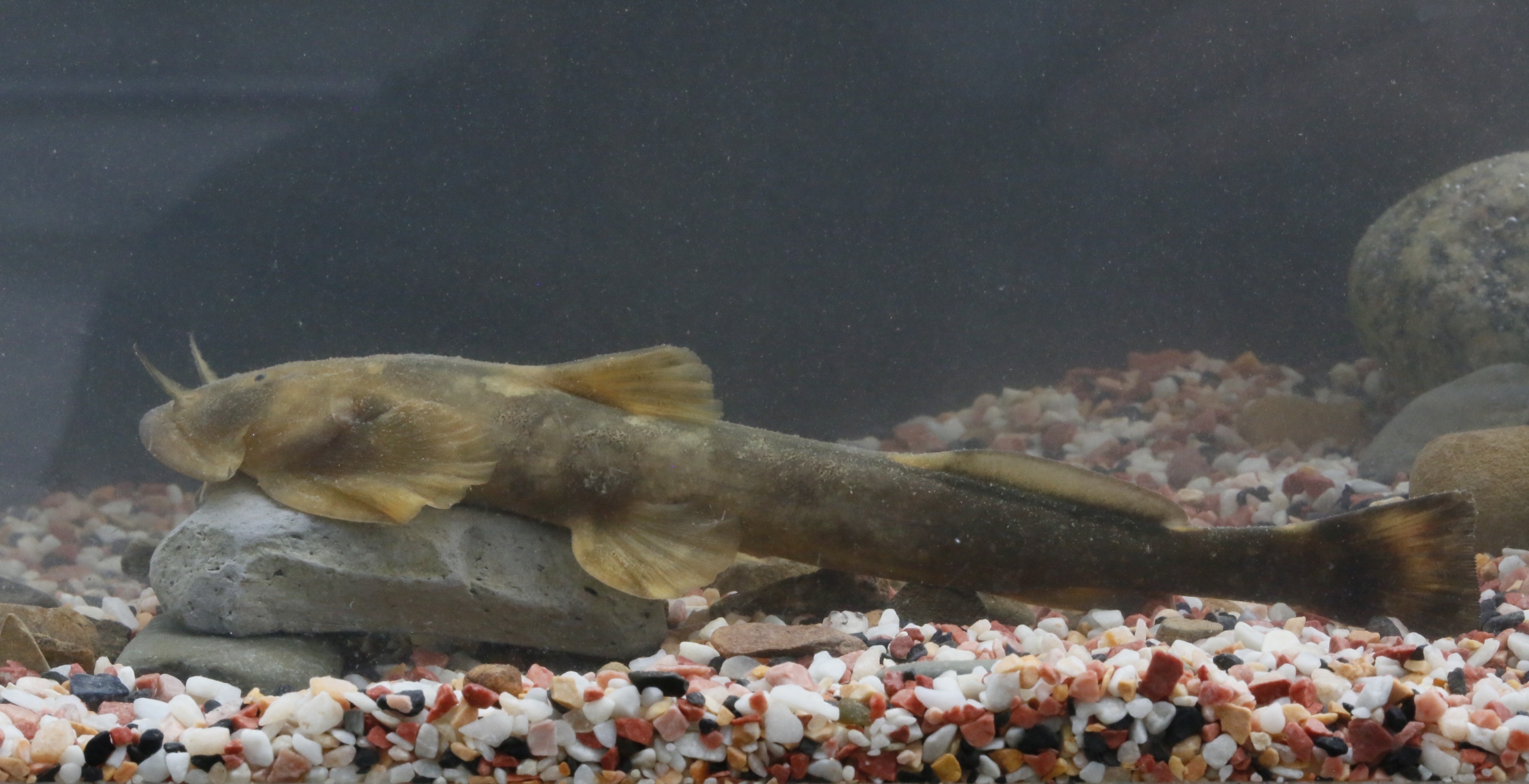 1602498538525197.jpg 图3 中华鮡活体 (杨洪福摄).jpg