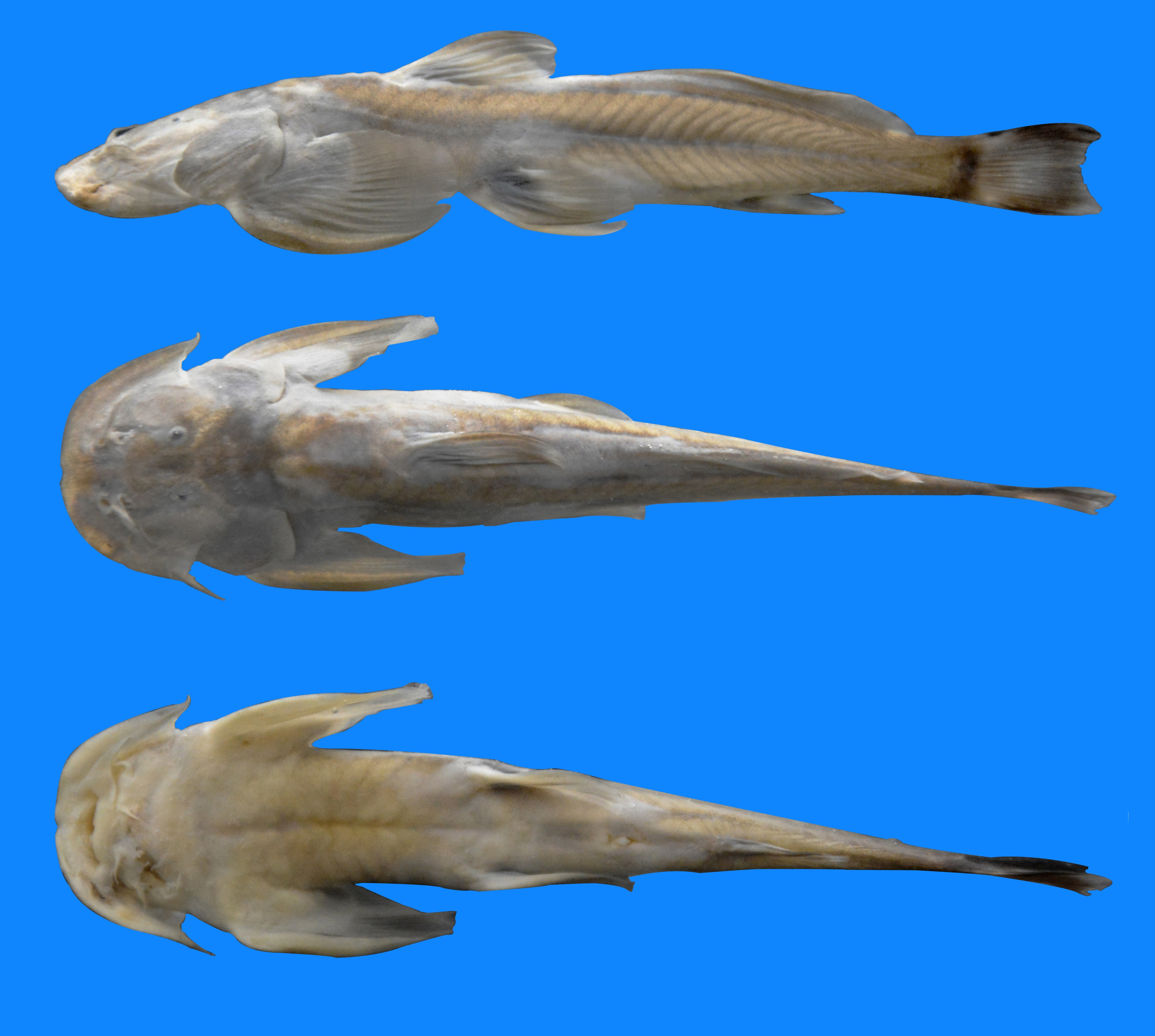 1602498707868193.jpg 图5 褚氏鮡.jpg