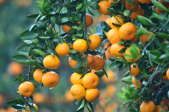 1602548858731539.jpg image006.jpg