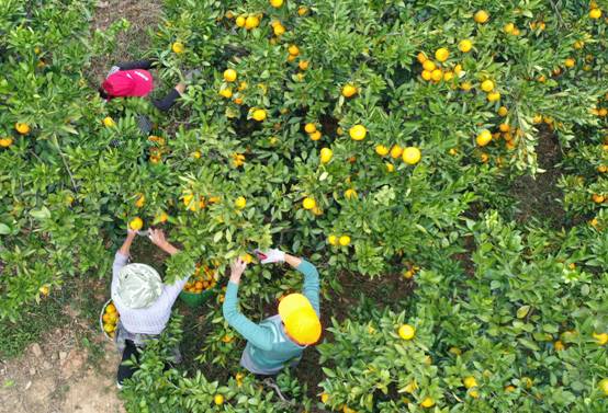 1602548863826647.jpg image004.jpg