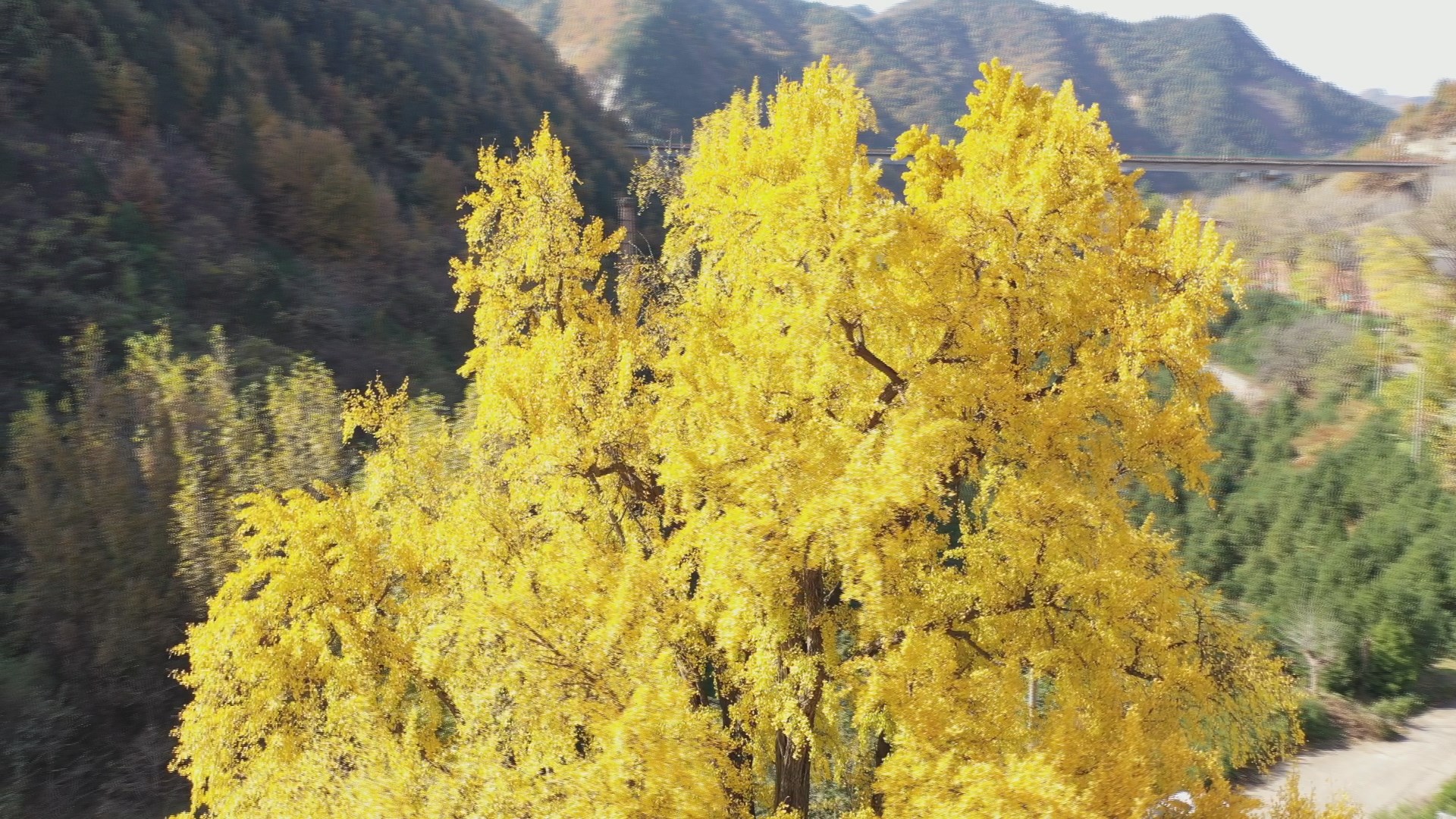 辋川王维银杏树图片