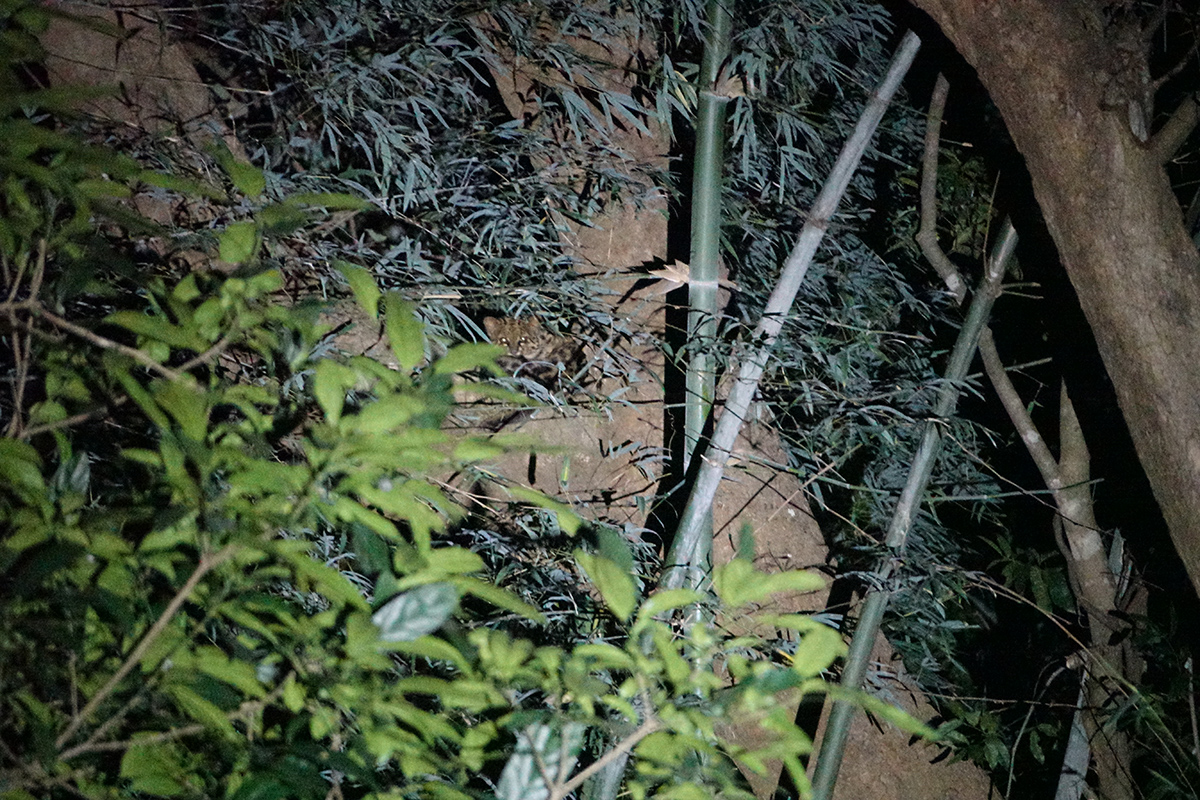 云猫 曾祥乐.jpgA.jpg