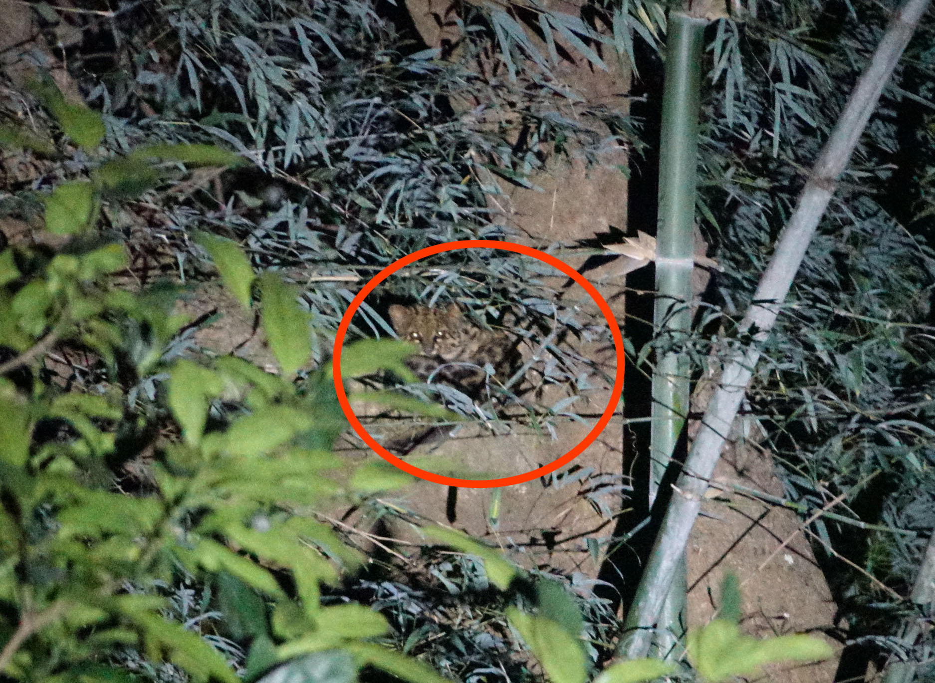 云猫 曾祥乐2.jpg