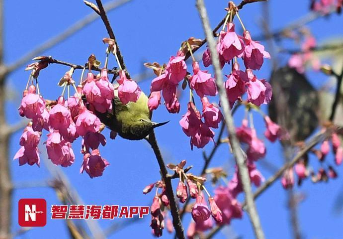 冬日樱花绽放！福建邀你来赏樱