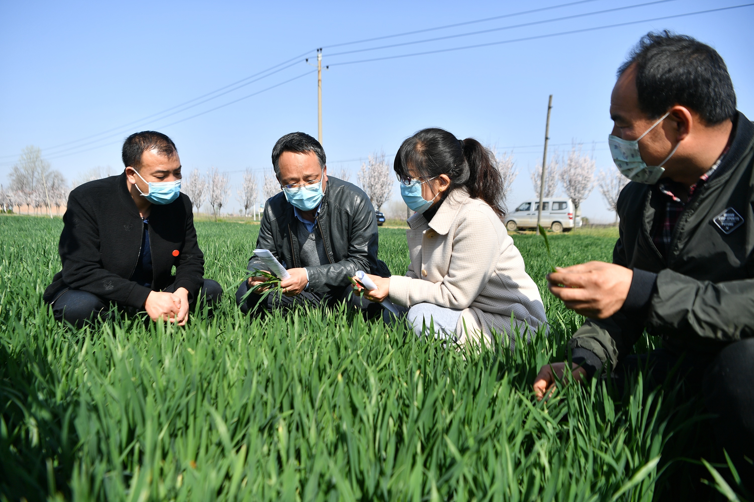 2020年3月17日，西安市农技中心农业科技特派员（左二）在陕西省西安市周至县广济镇与基层农技员交流小麦生长情况。新华社记者 张博文 摄.JPG