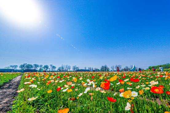 百亩花毯再现北京城首农 紫谷伊甸园4月2日开园