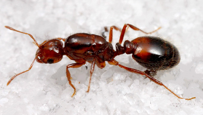 红火蚁入侵，扩散速度为何如此之快？