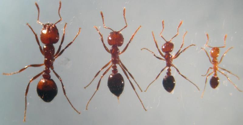 红火蚁入侵，扩散速度为何如此之快？