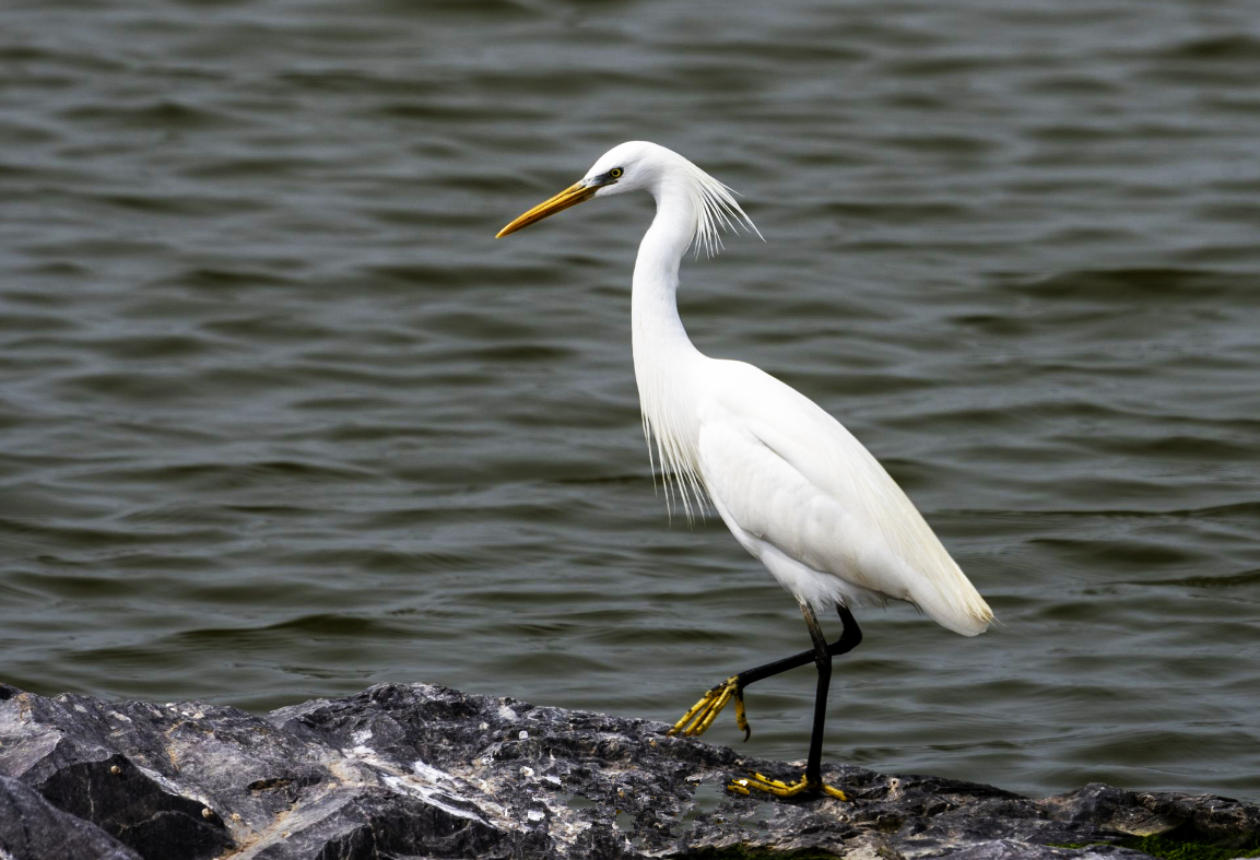 1619481498767799.png 3.png